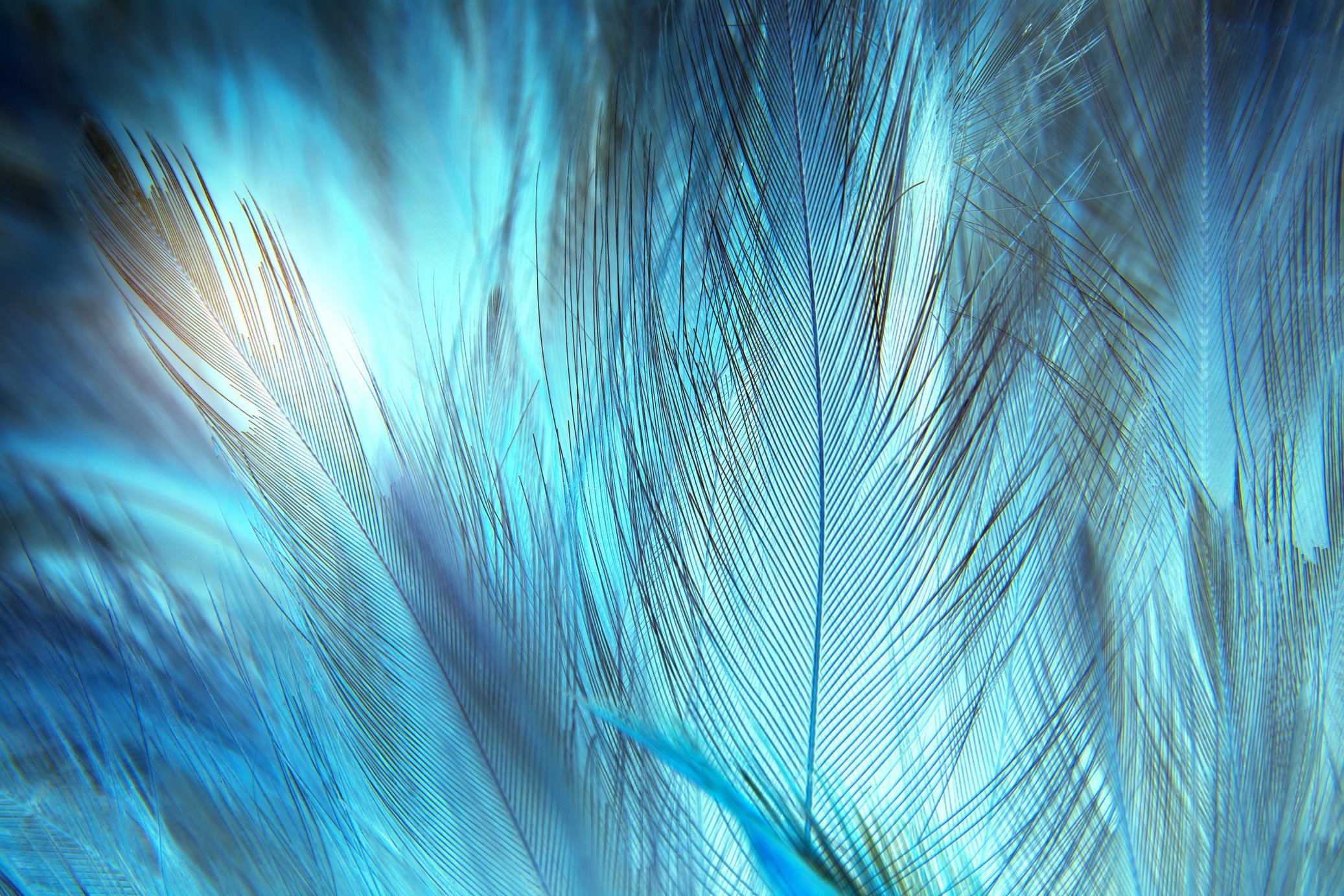 feather